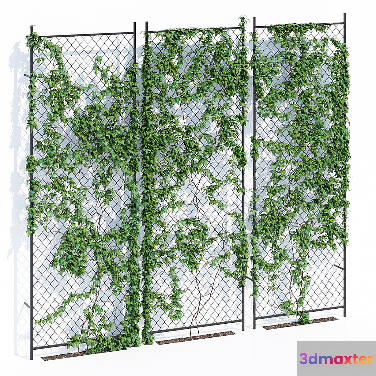 Ivy wall 3D Max