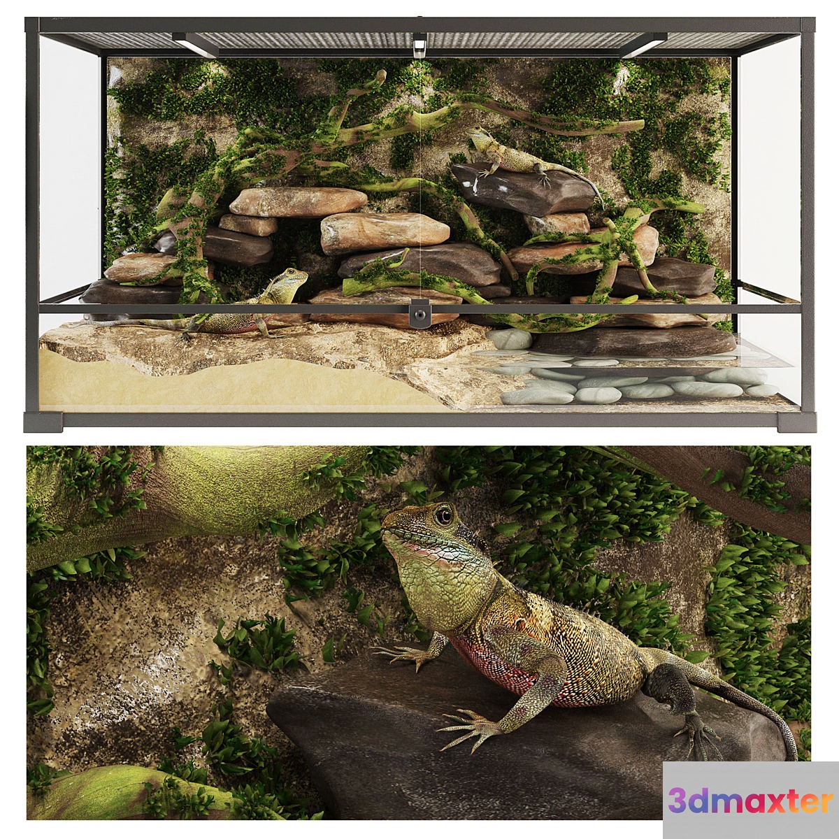Terrarium Agama - No.4