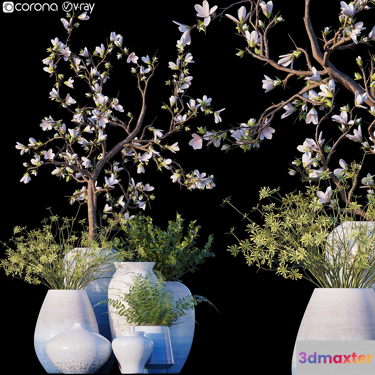 Magnolia _ Microsorum pteropus 3D Max