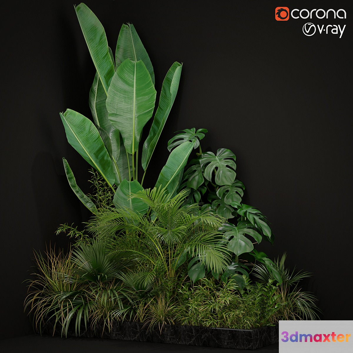 Plants collection 196 - No.2