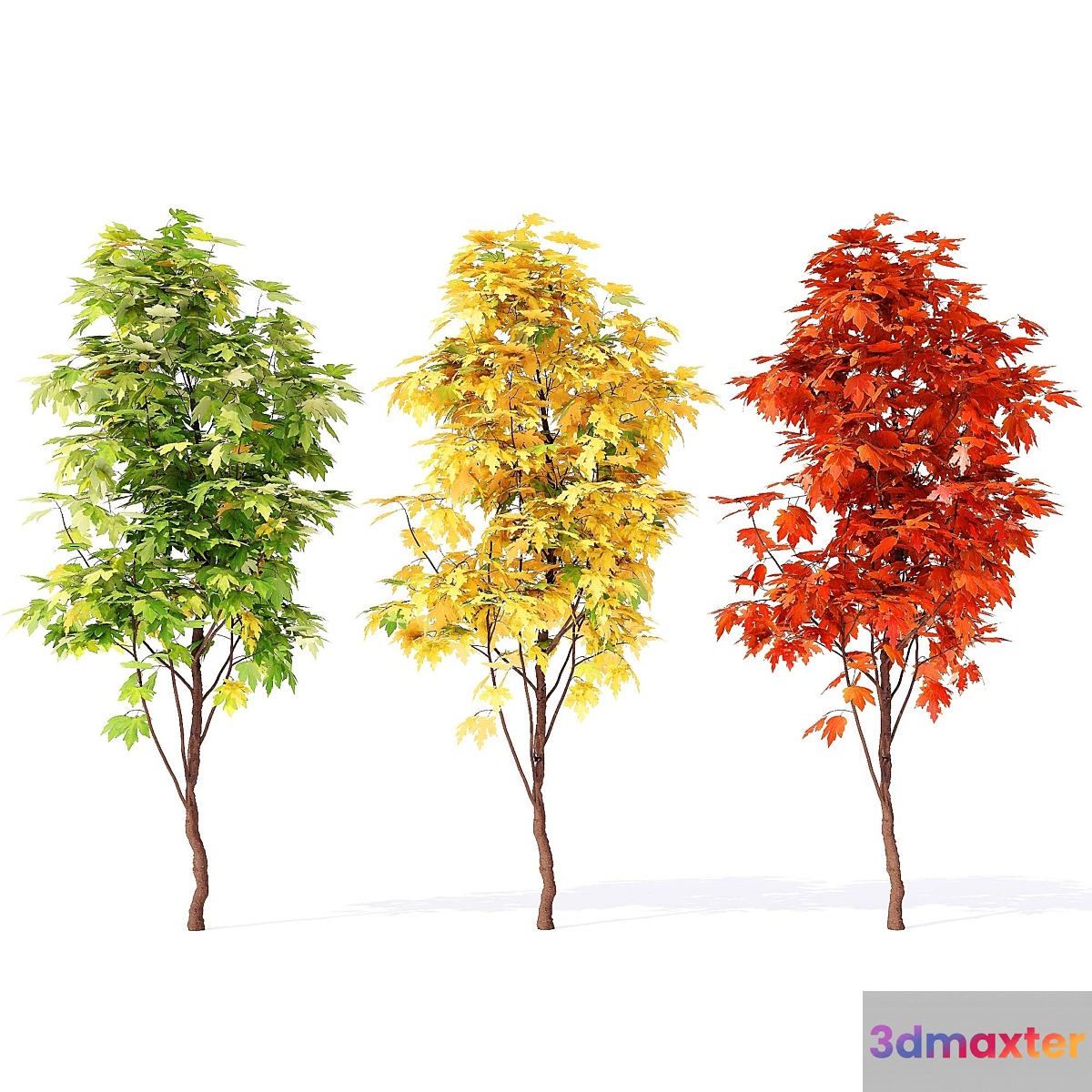 Acer_campestre_02 3D Max