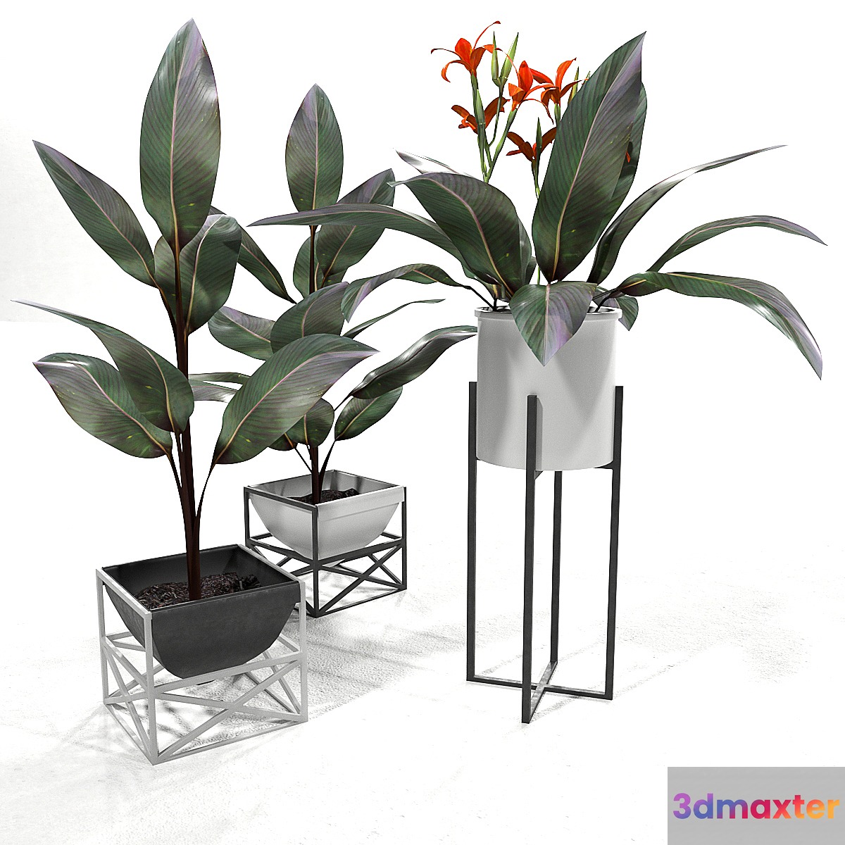 Canna plant set 2 3D Max