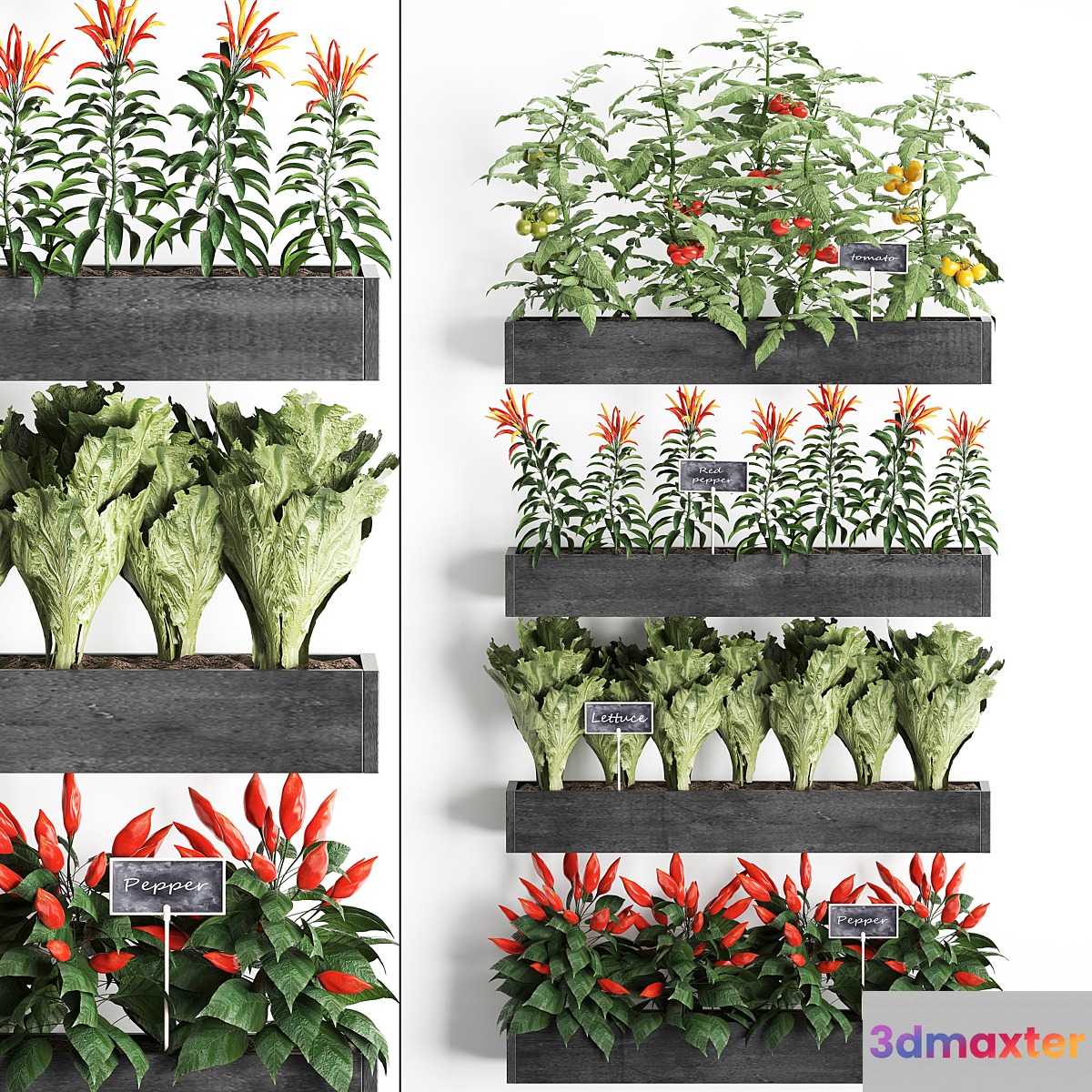Vertical gardening in wooden wall boxes pots with kitchen garden vegetable garden vegetables herbs peppers tomatoes tomatoes lettuce. Set 47. 3D Max