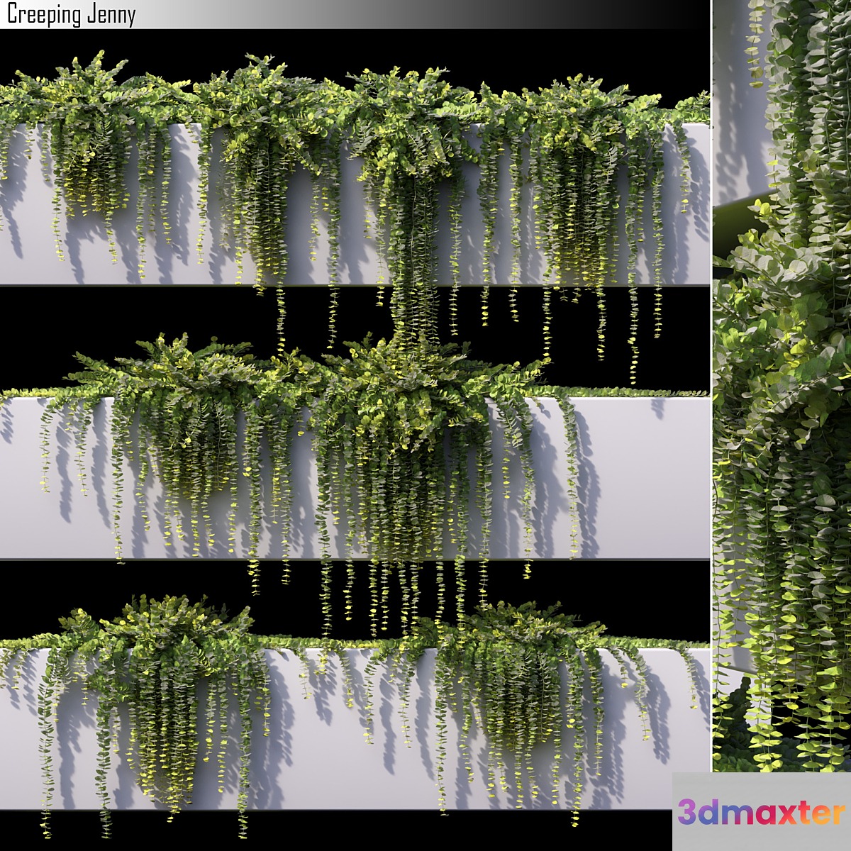Creeping jenny - No.2