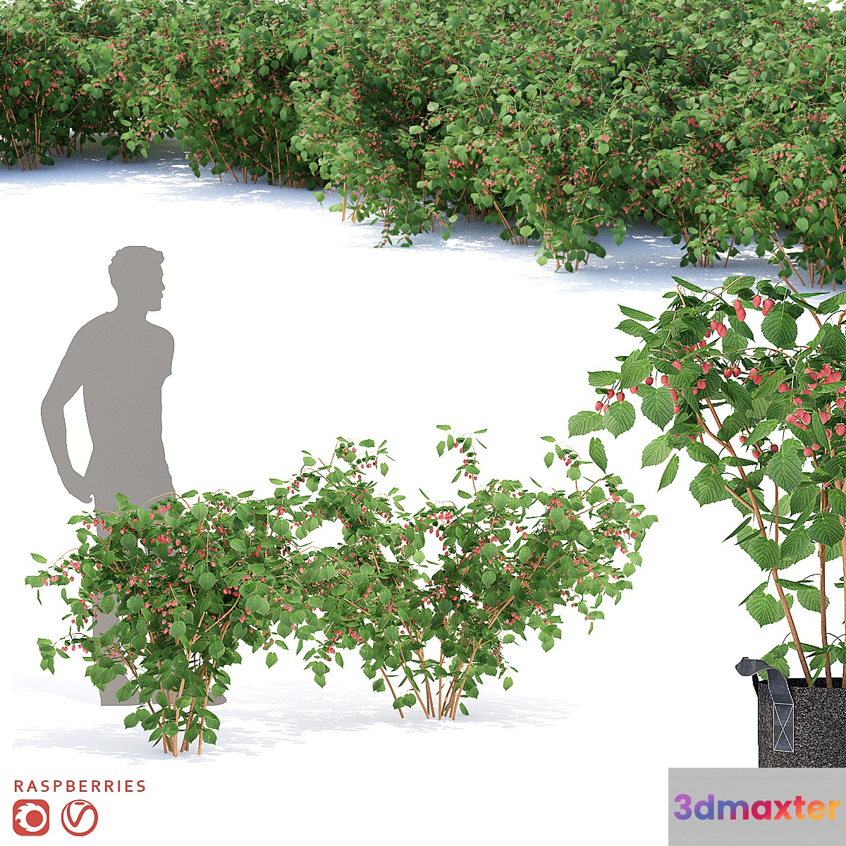 Raspberry bushes | Raspberries