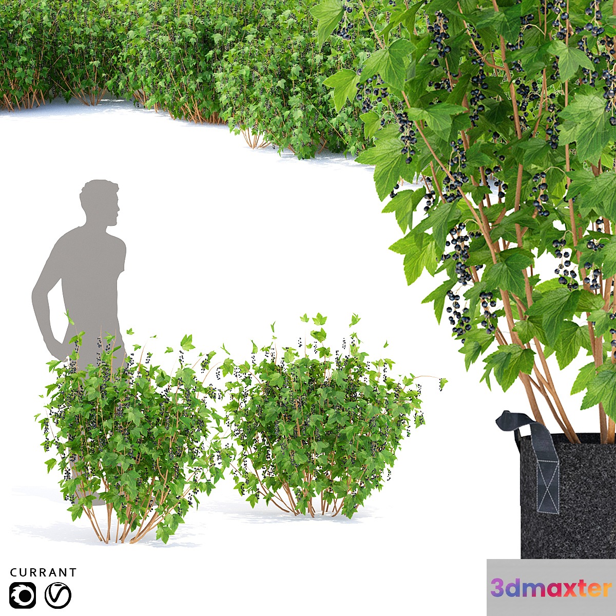 Currant bushes | Currant 3D Max