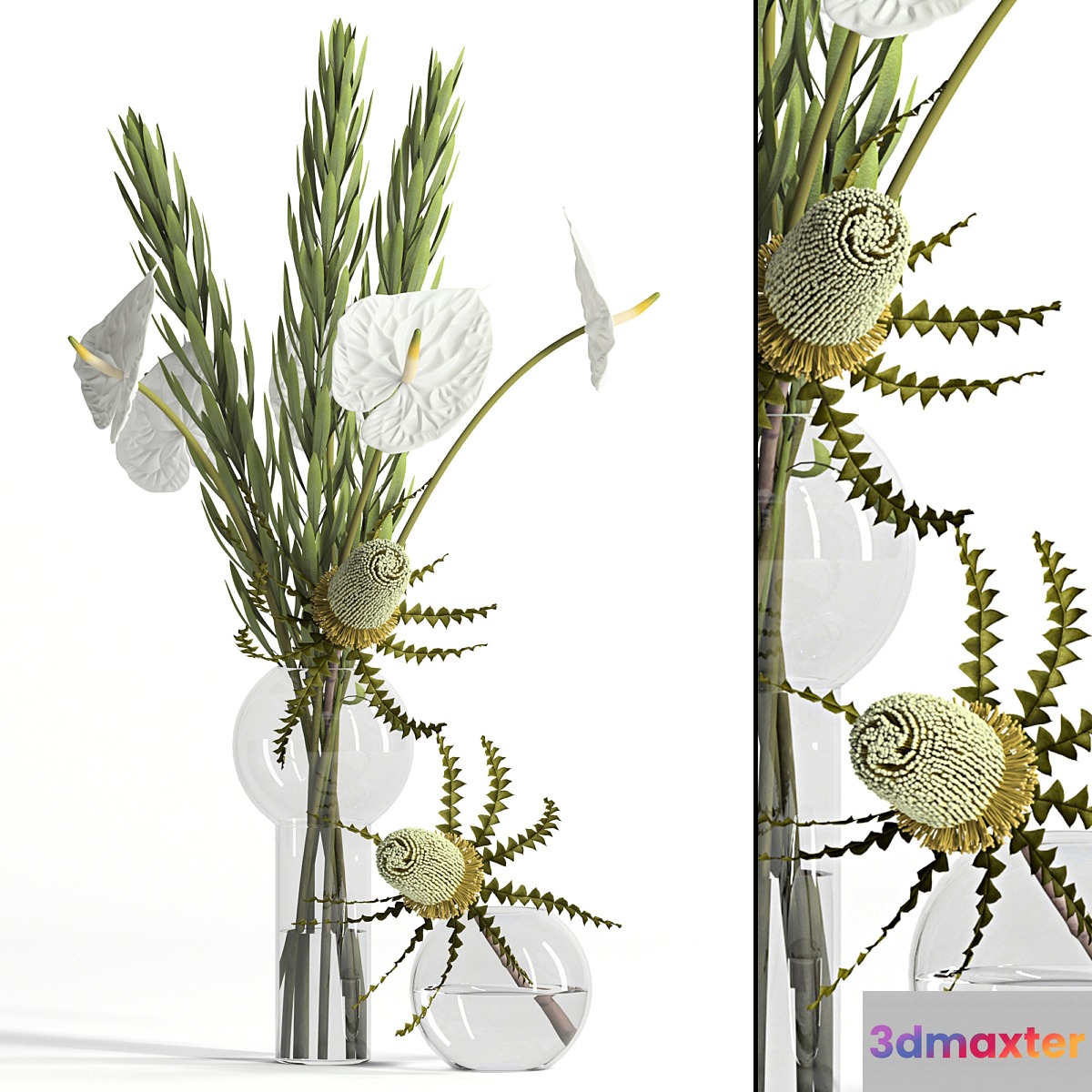 Banksia anthurium and Leucadendron