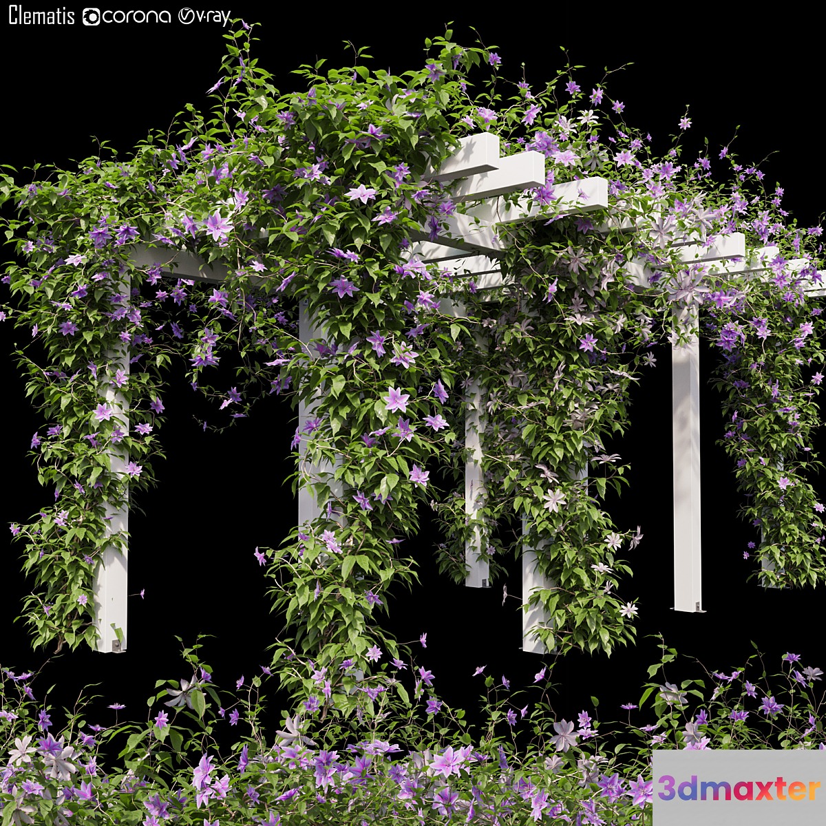 Clematis 03 - No.2