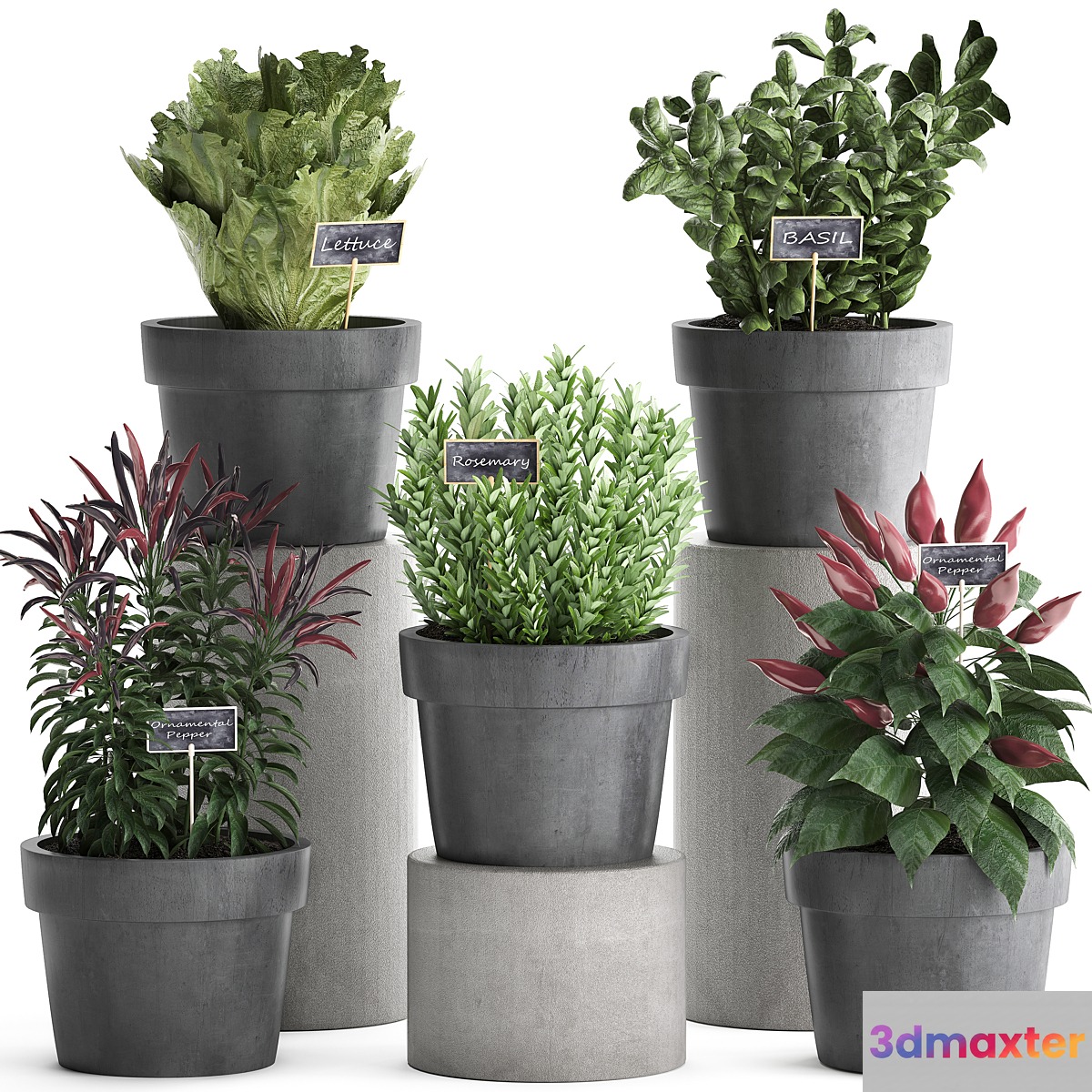 Collection of plants in modern black pots kitchen garden vegetable garden with vegetables peppers herbs lettuce rosemary basil. Set 391. 3D Max