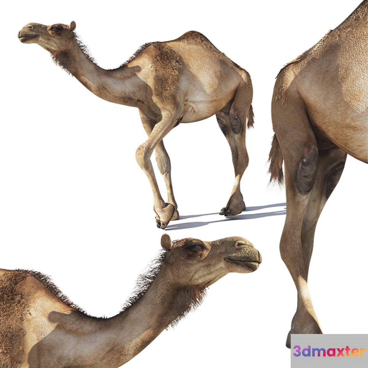 Camel