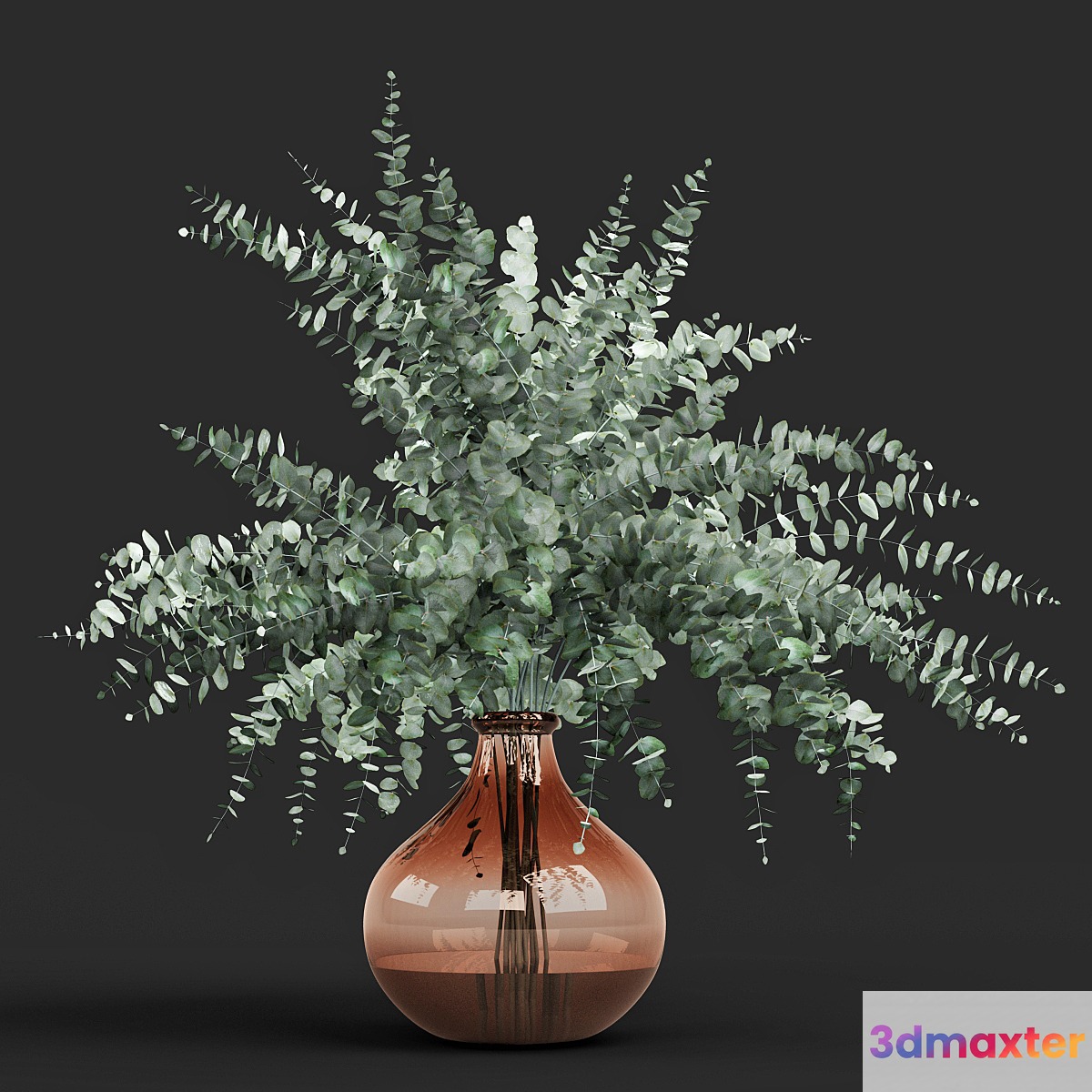 Vase eucalyptus cinerea