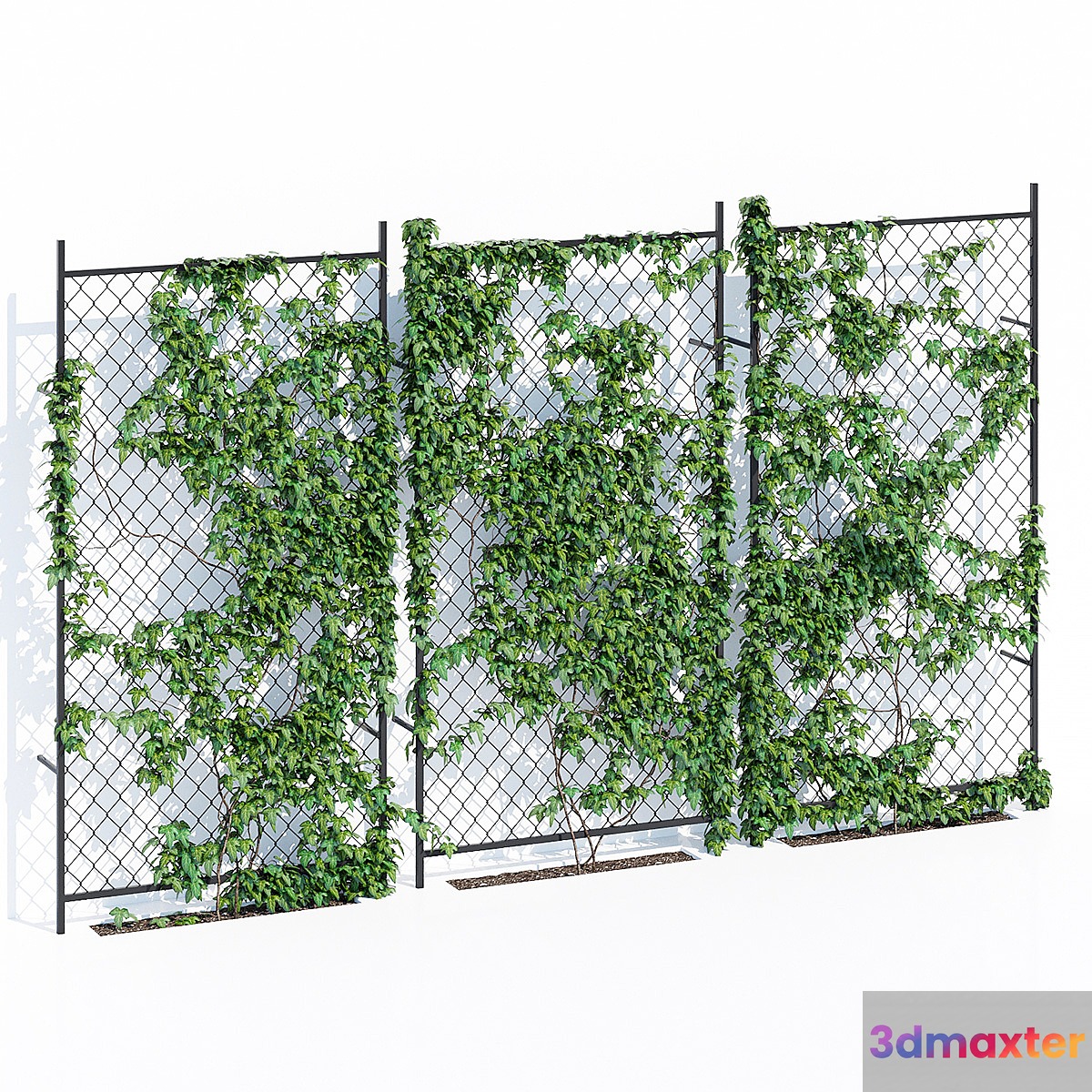 Ivy wall two 3D Max