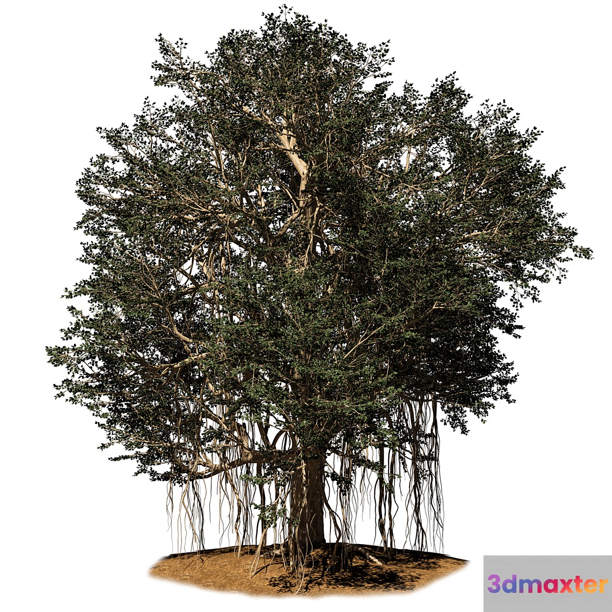 banyan tree - No.2