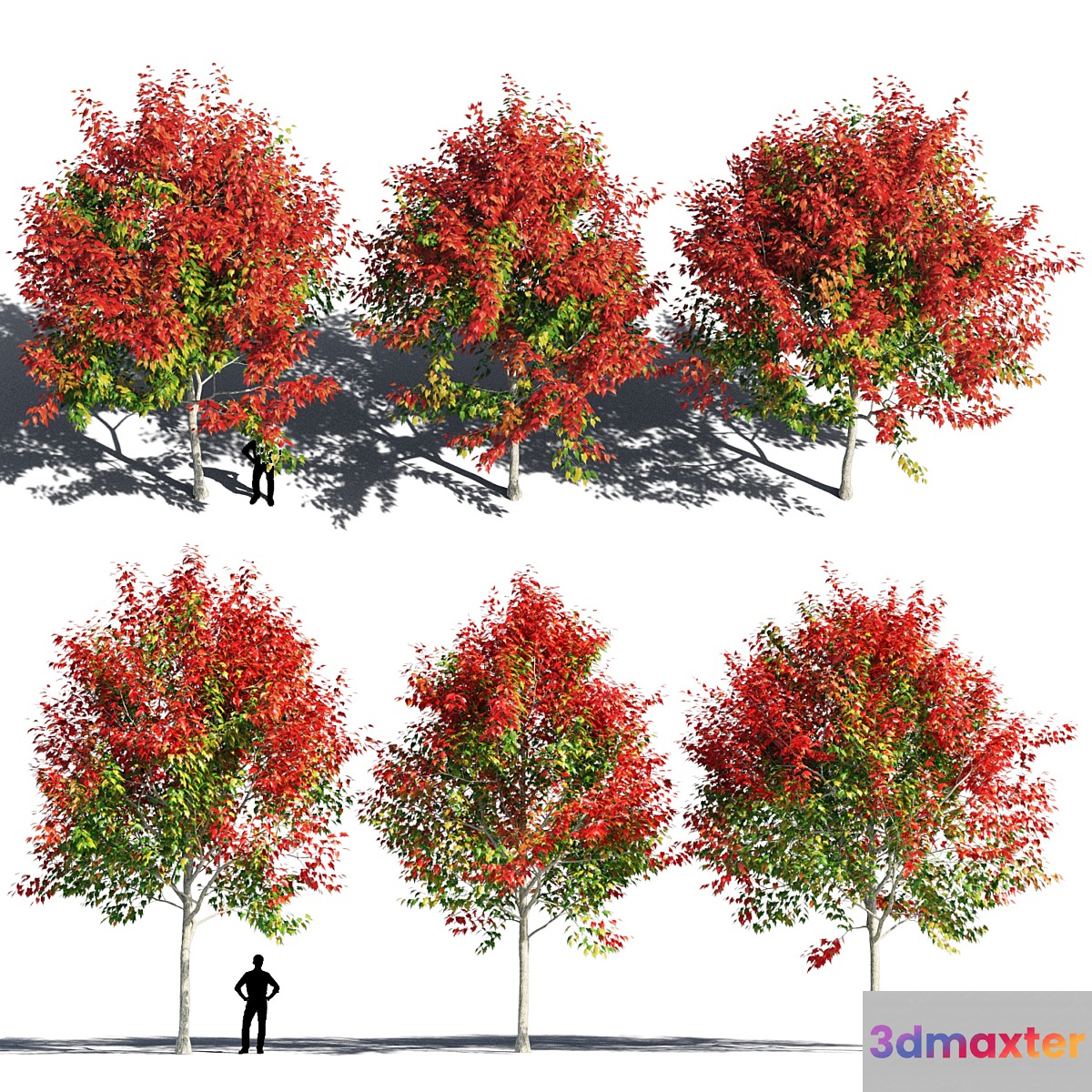 Maple 5 3D Max
