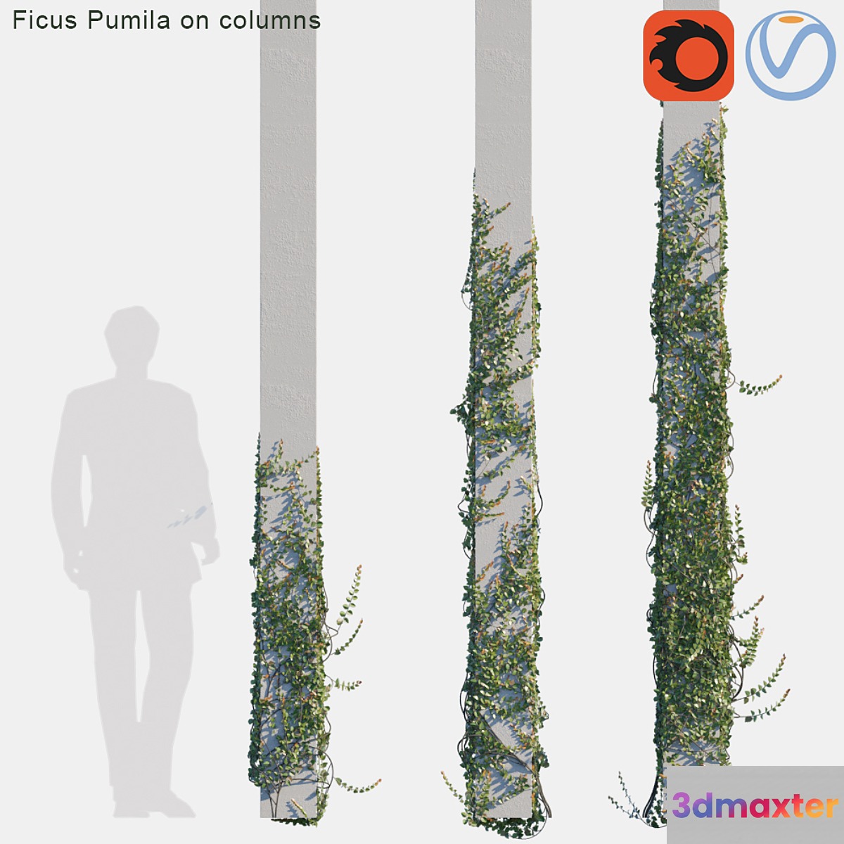 Ficus Pumila on columns # 2 3D Max