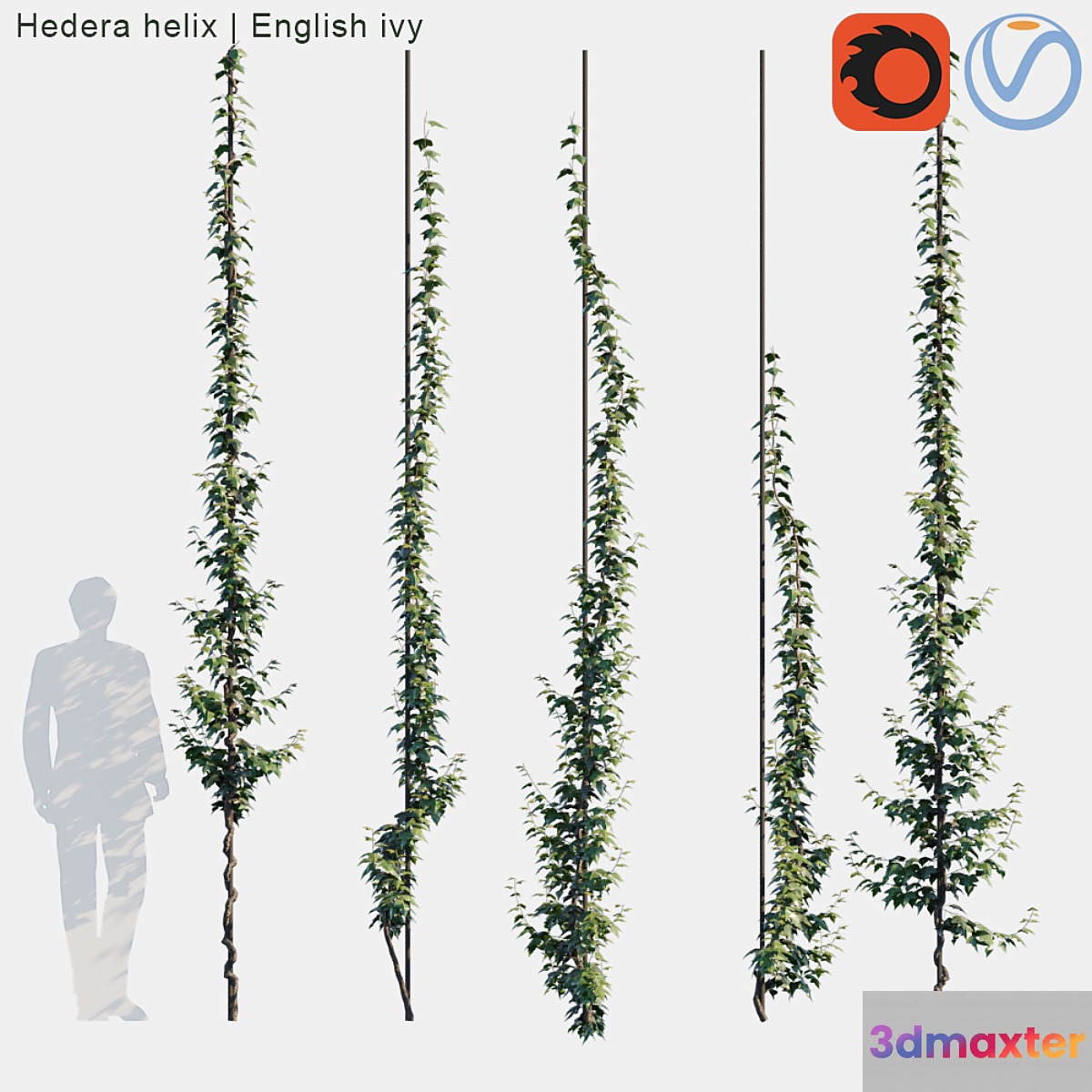 Hedera helix | English ivy vertical cordon - No.2