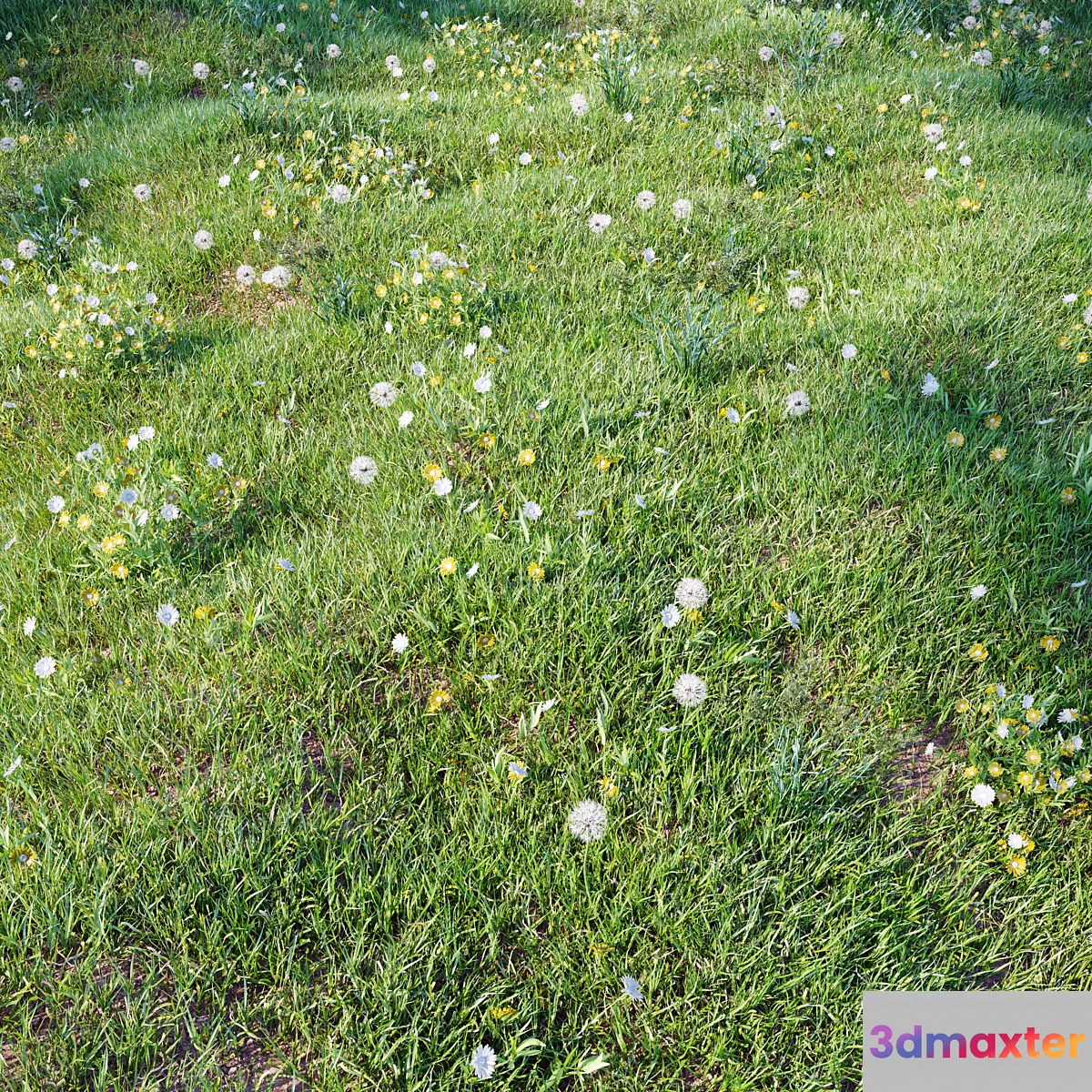 grass_for_landscaping_set03 3D Max