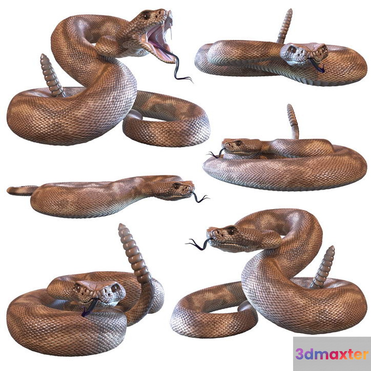 Rattlesnake