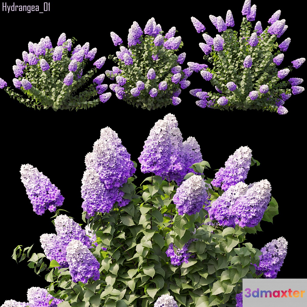 Hydrangea 01 3D Max
