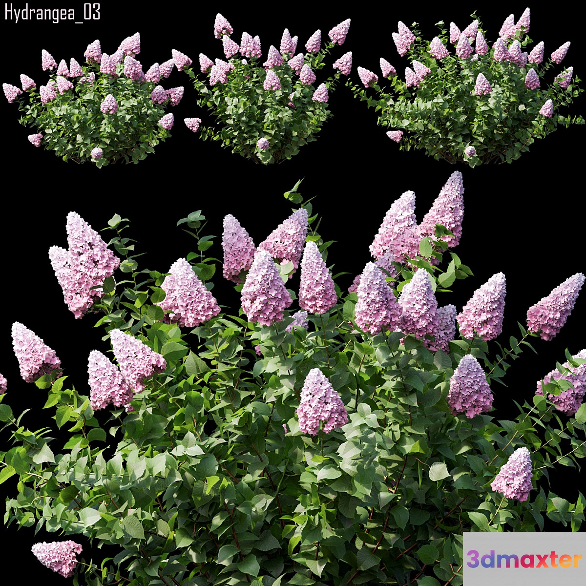 Hydrangea 03 3D Max