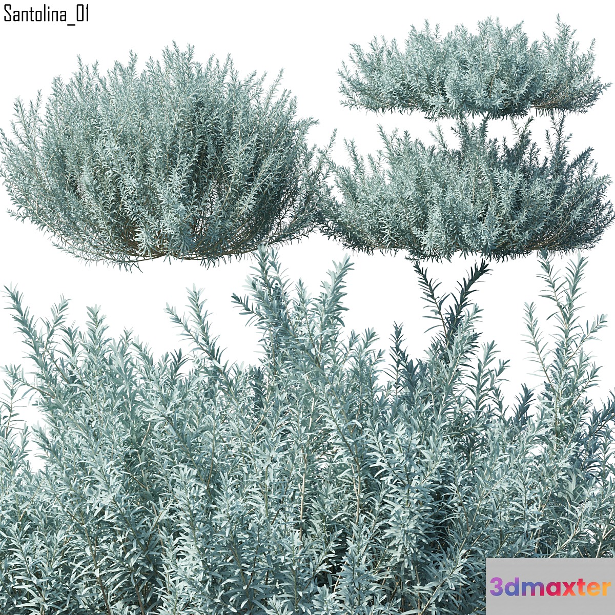 Santolina 3D Max
