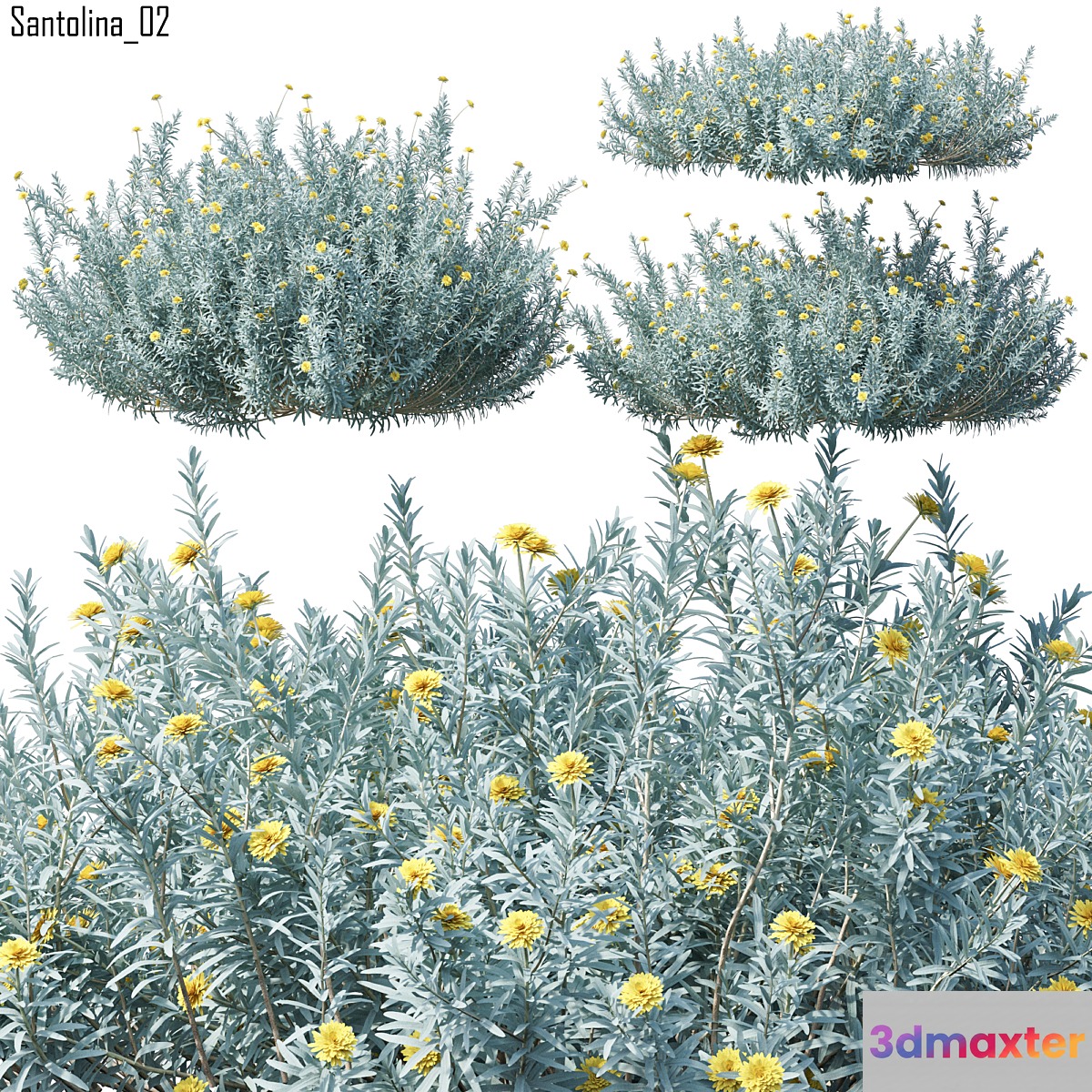 Santolina 3D Max