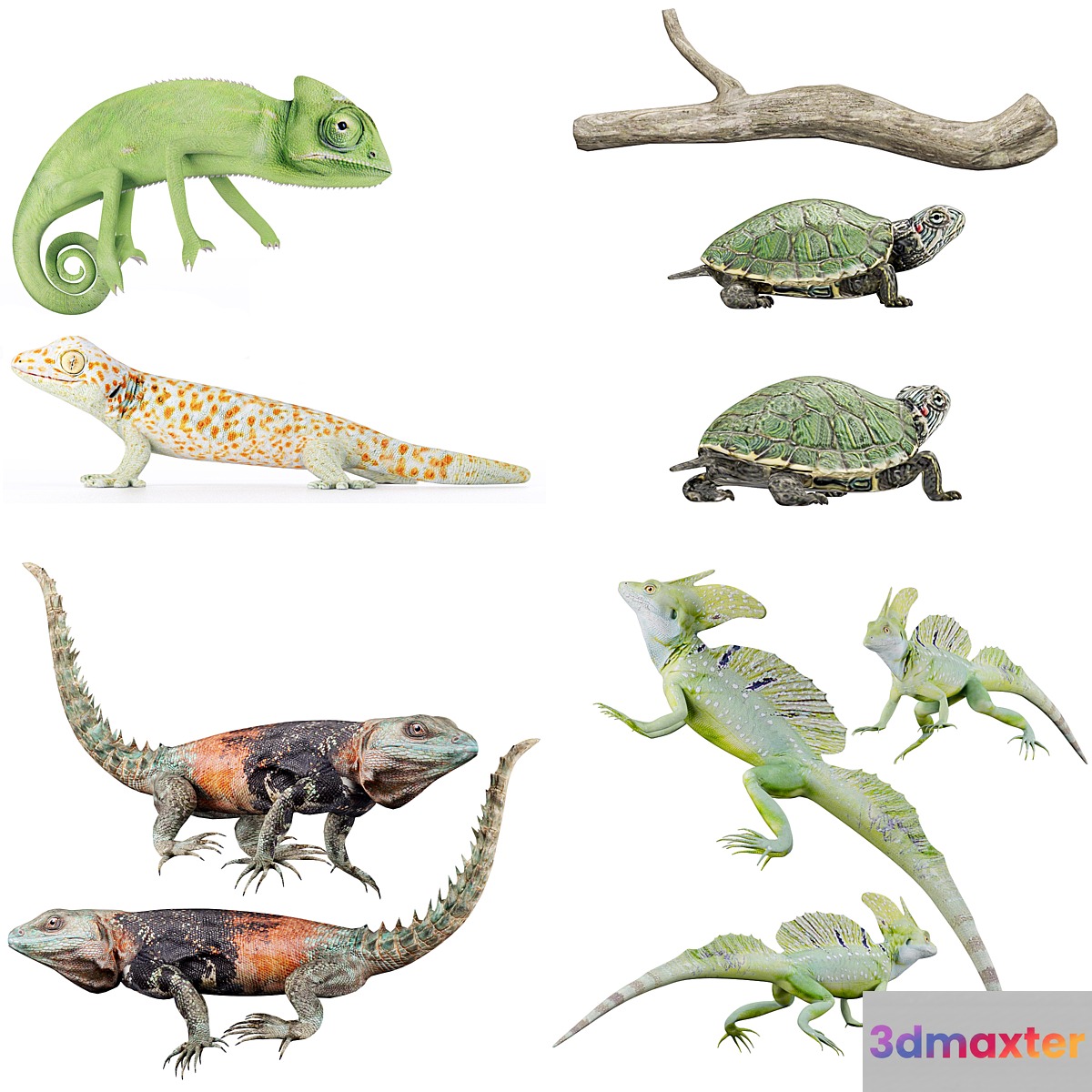 Reptile Collection
