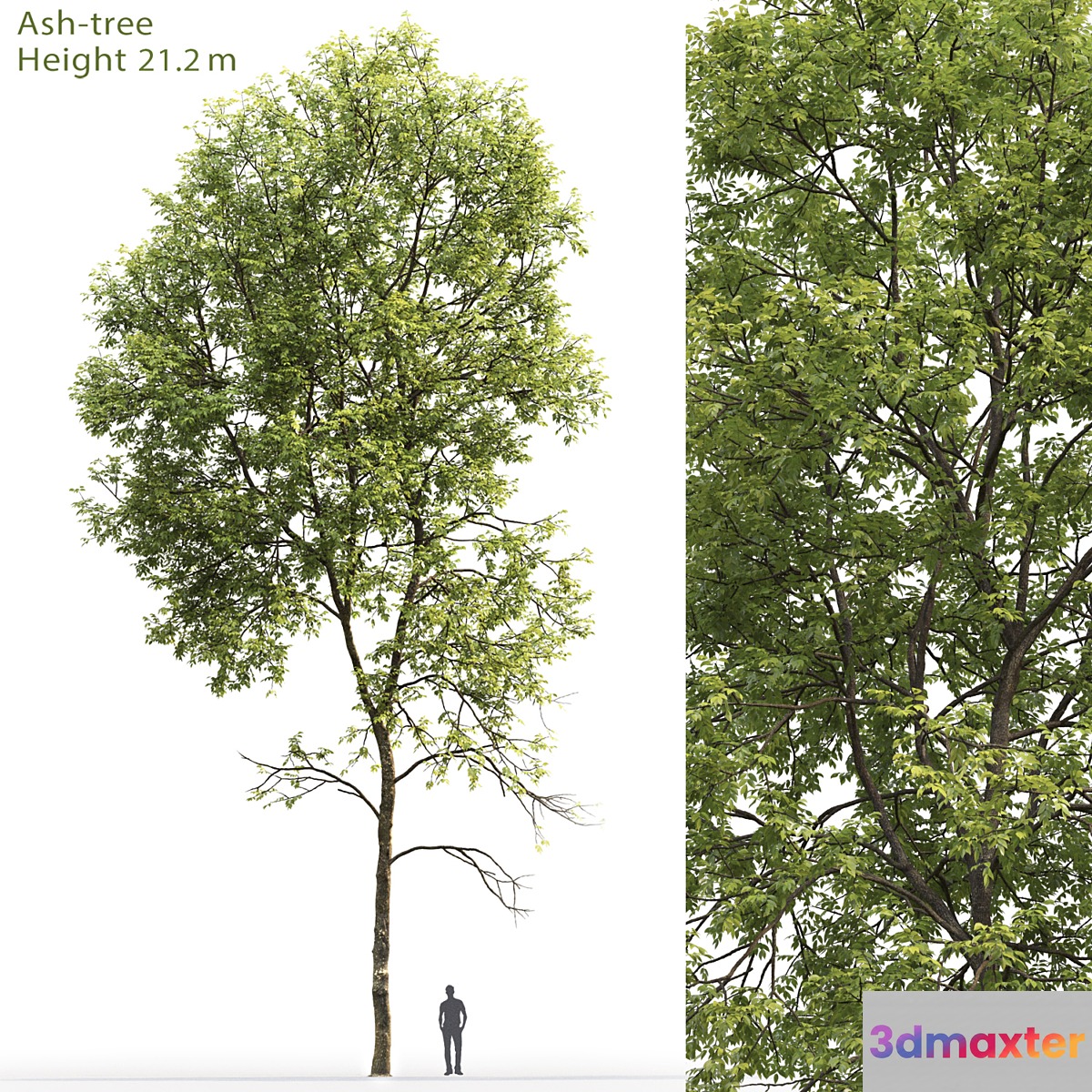 Ash-tree # 5 (21.2m) - No.3