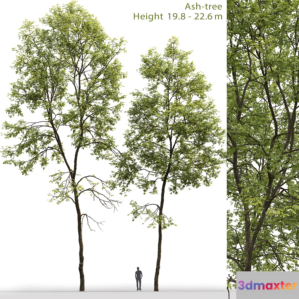 Ash-tree # 6 (19.8-22.6m)
