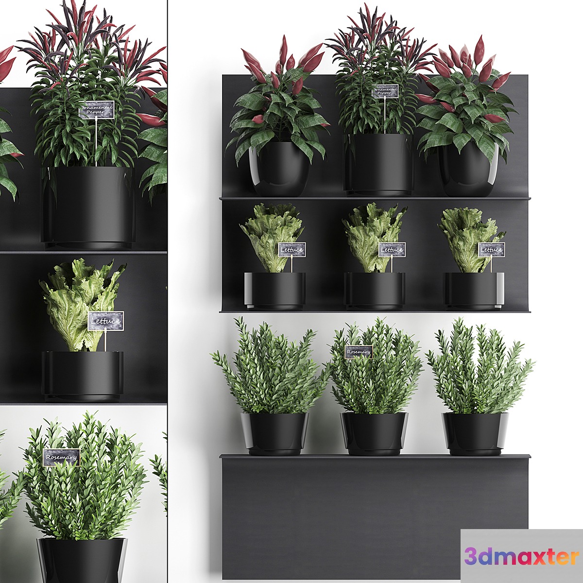 Vertical gardening kitchen garden vegetable garden on a metal shelf with vegetables pepper rosemary herbs loft phytostena. Set. 51 3D Max