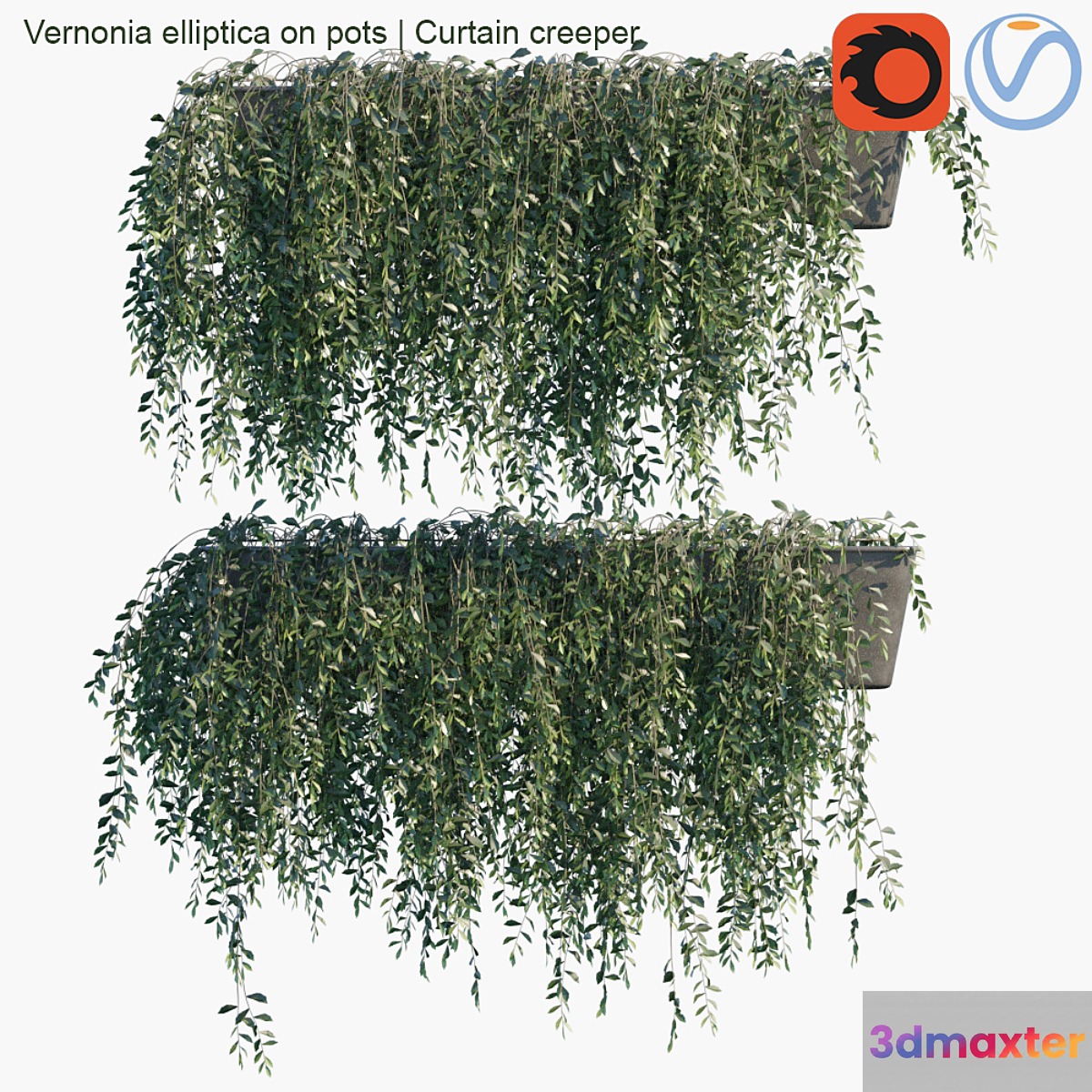 Vernonia elliptica on pots | Curtain creeper 3D Max