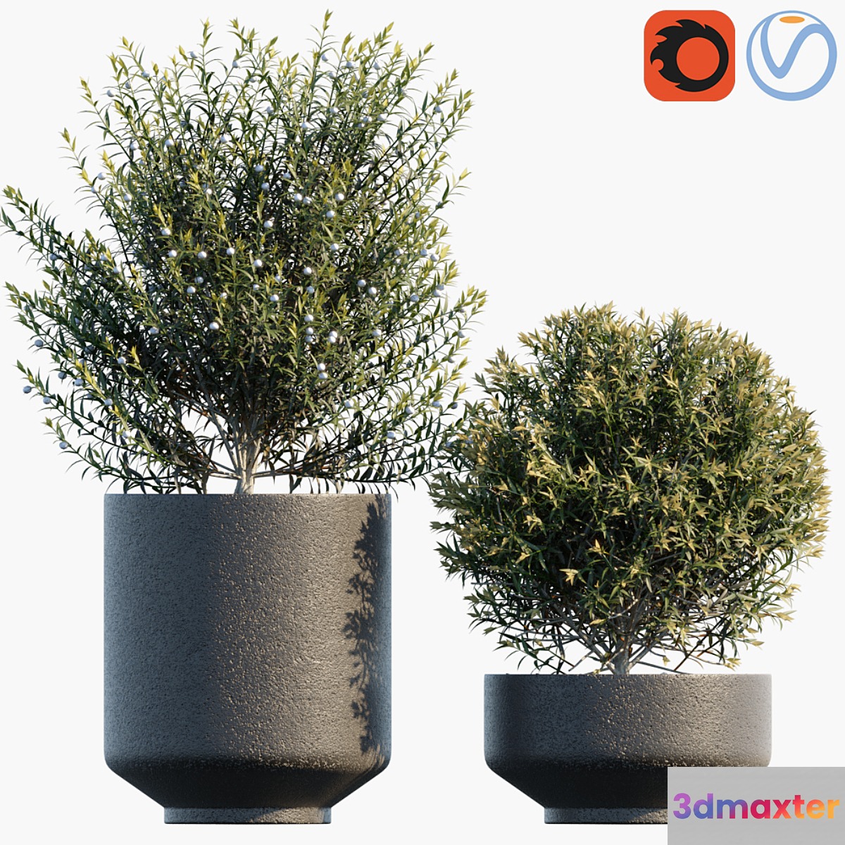 Plant in pots # 31 3D Max