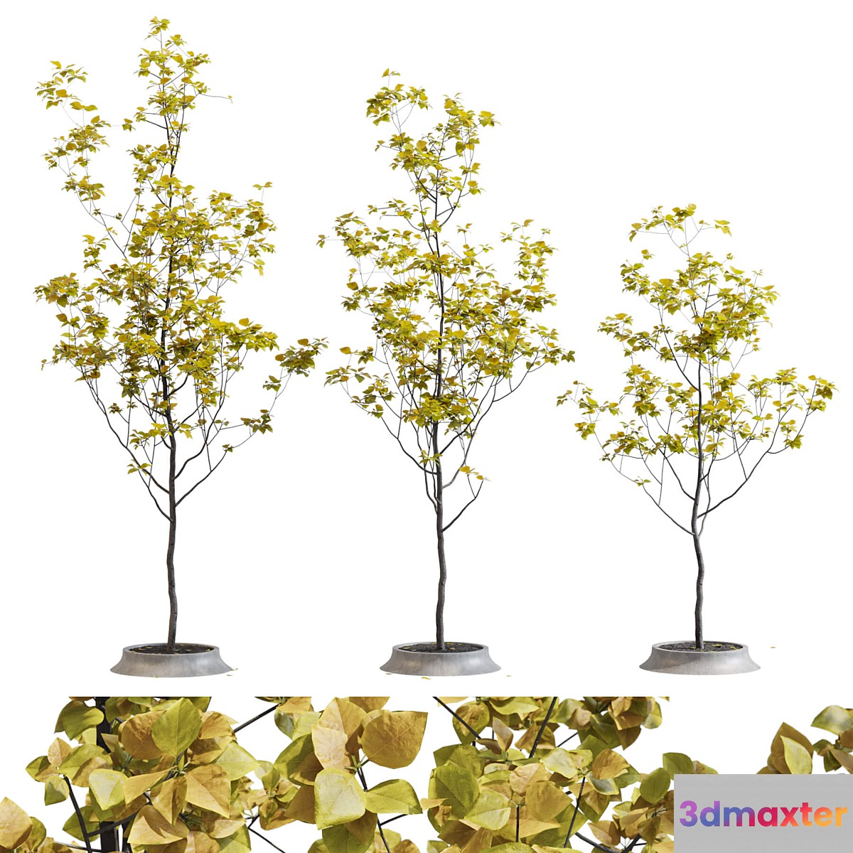 Poplar young 3D Max