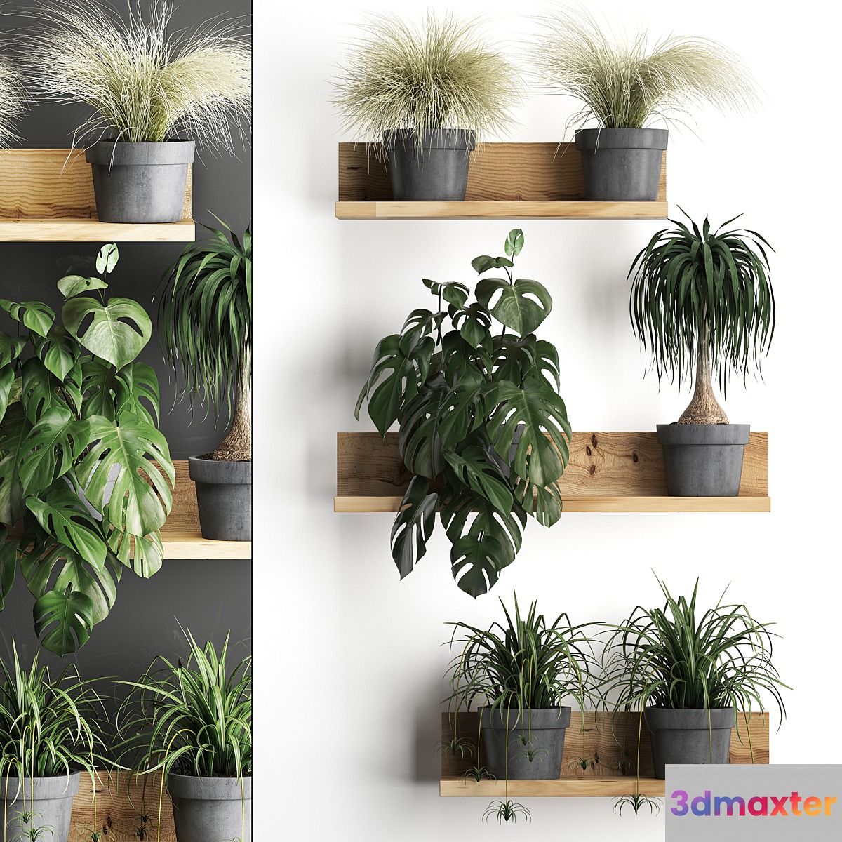 Collection of small plants wooden shelf with flowers in pots with monstera dracaena Chlorophytum grass grass. Set 48. 3D Max