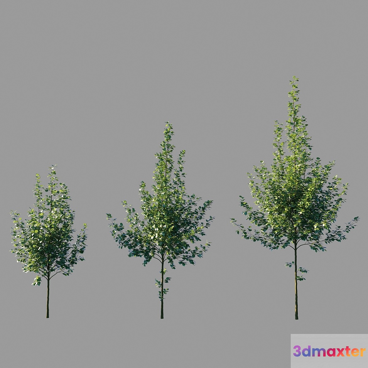 Large-leaved linden _ Tilia platyphyllos 3D Max