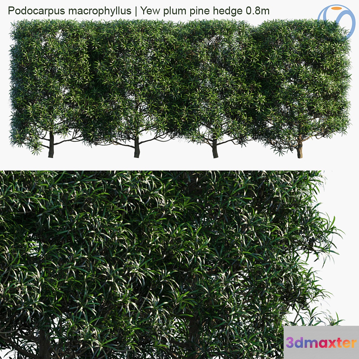Podocarpus macrophyllus | Yew plum pine hedge 0.8m 3D Max