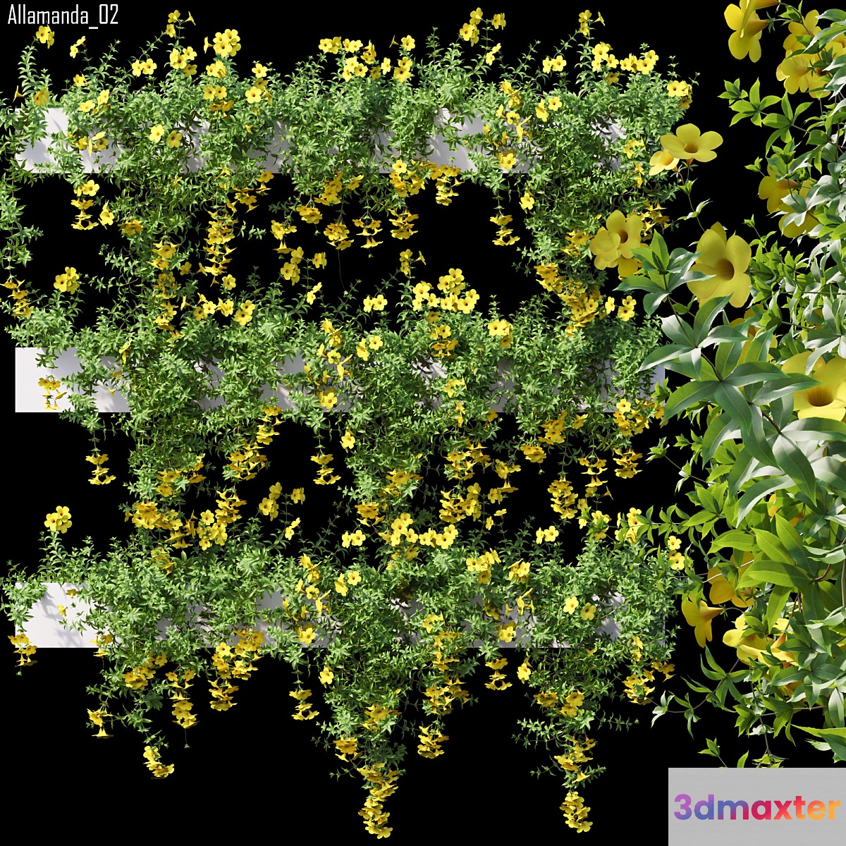 Allamanda 02 3D Max