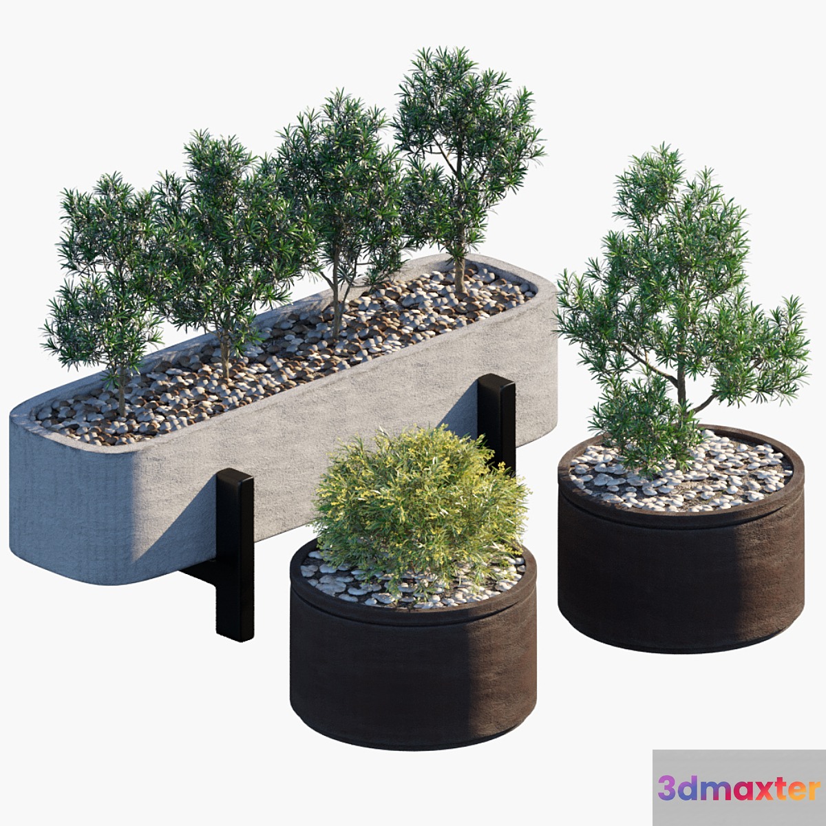 Plant in pots # 34