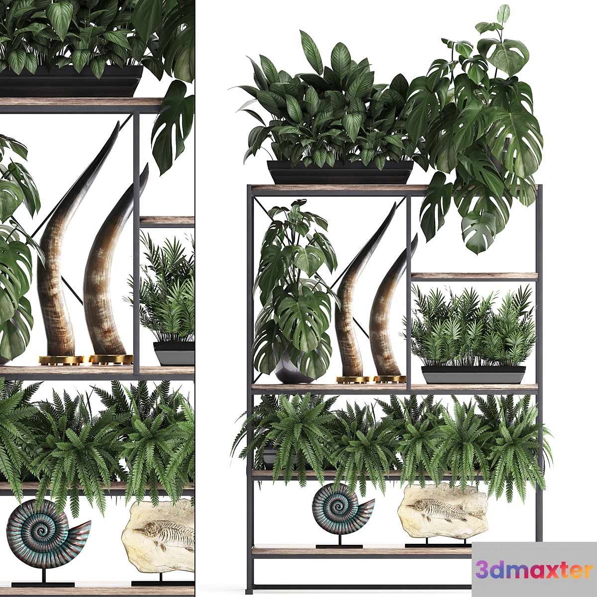 Decorative set modern wooden shelf with flowers in pots with monstera fern tusk ammonite statuette. 10 3D Max