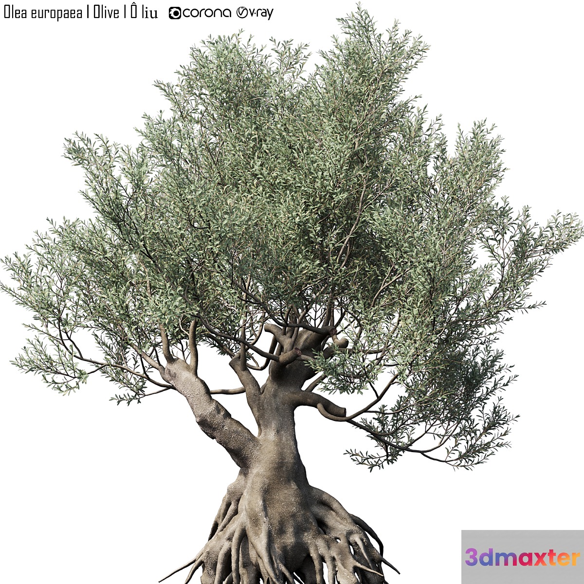 Olive Tree (Europa Olea) # 1 3D Max