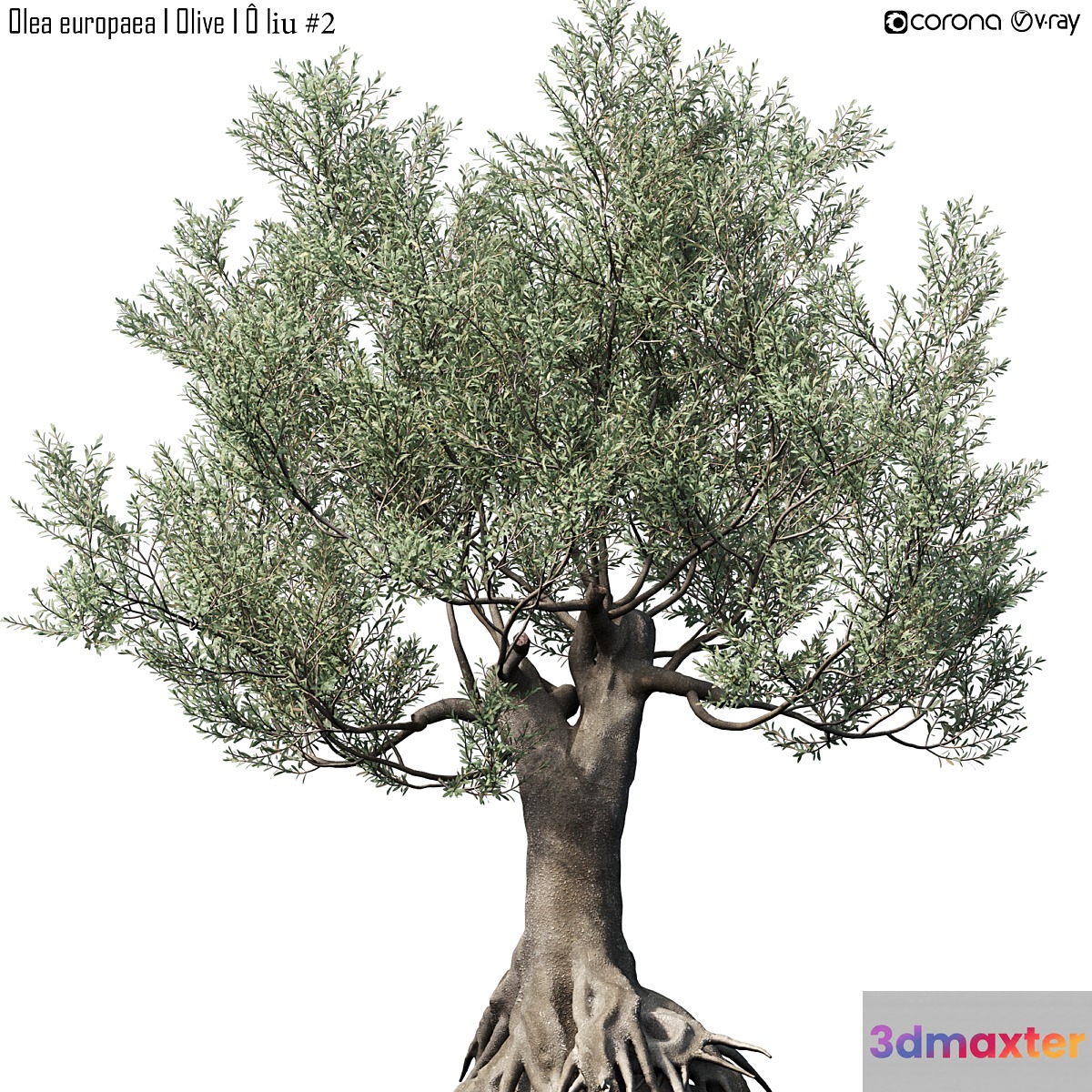 Olive Tree (Europa Olea) # 2 3D Max