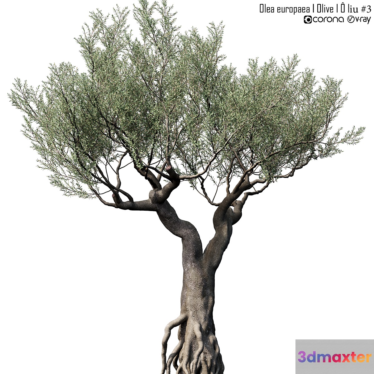 Olive Tree (Europa Olea) # 3 3D Max