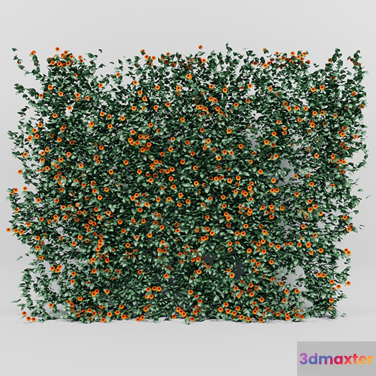 Thunbergia alata ivy 3D Max