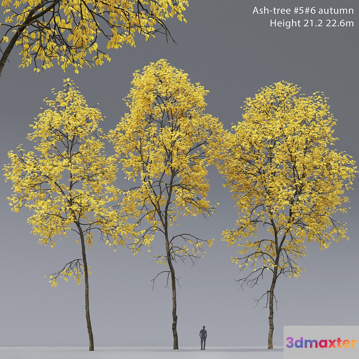 Autumn Ash | Ash-tree autumn # 5_6 (21.2-22.6m) 3D Max