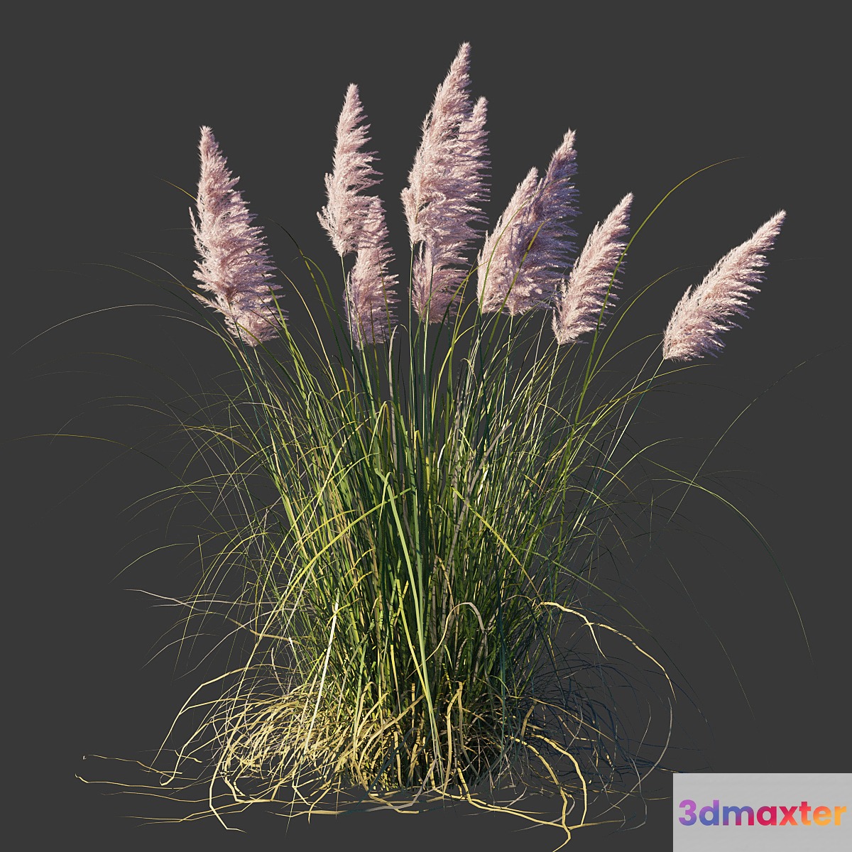 Cortaderia dioica Rosea _ Cortaderia selloana Rosea 3D Max