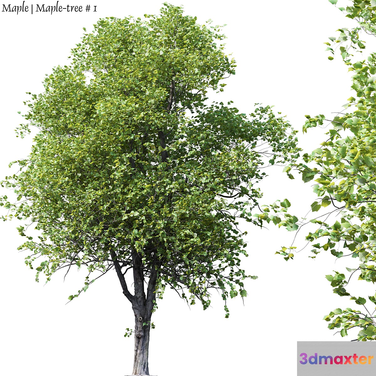 Maple | Maple-tree # 1 - No.2