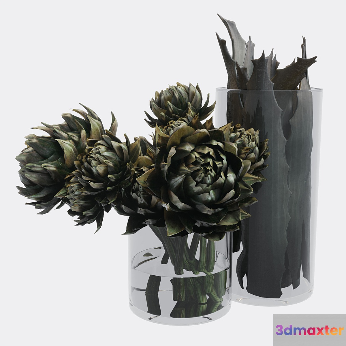Plant set composed of artichokes and aloe vera