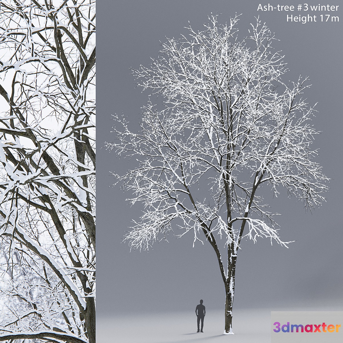 Winter Ash | Ash-tree winter # 3 (17m) - No.3