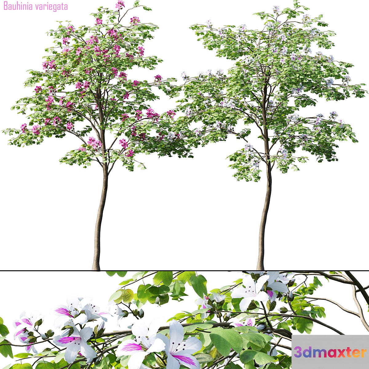 Bauhinia variegata # 1 3D Max