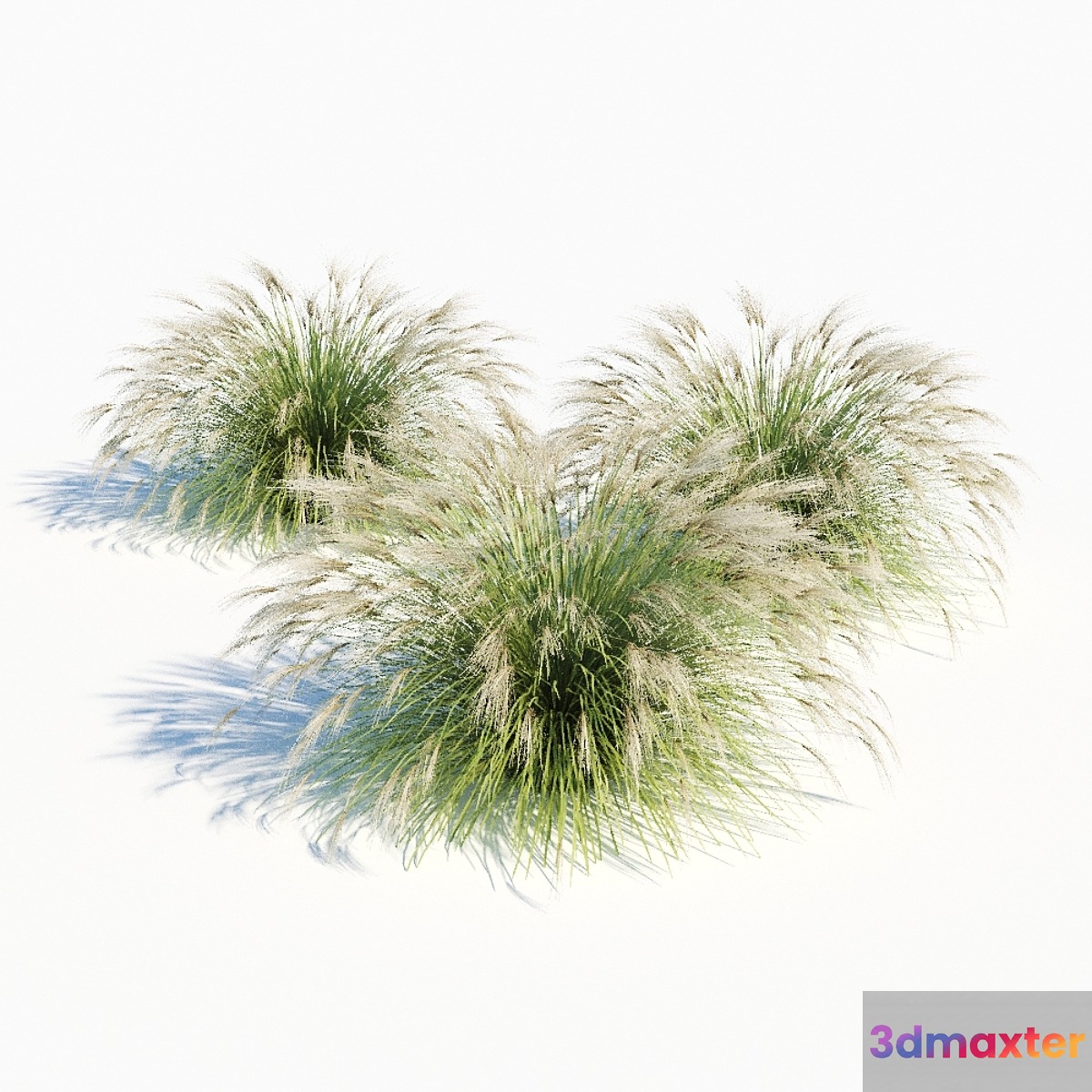 Miscanthus sinensis 3D Max